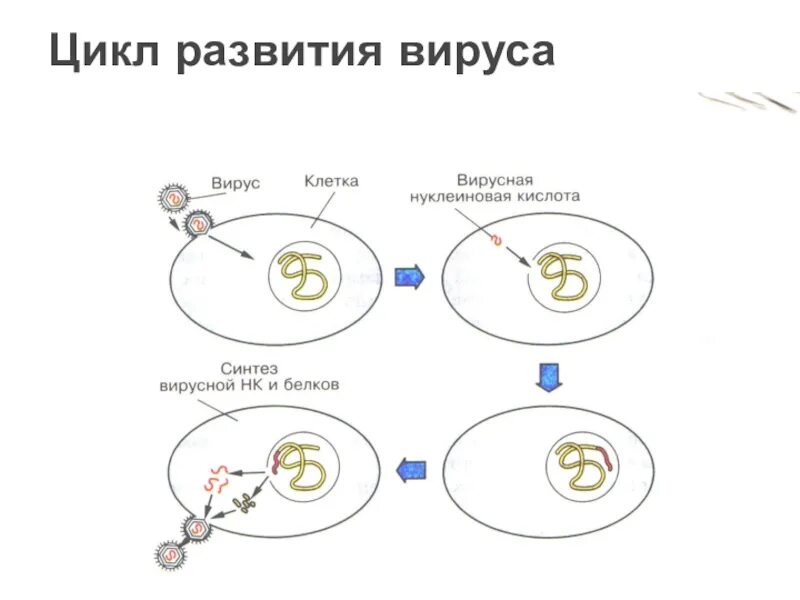 Жизненный цикл вируса схема. Цикл развития вирусов схема. Стадии жизненного цикла вируса. Цикл развития( размножения) вирусов.