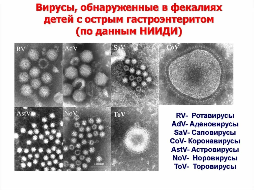 Аденовирус и ротавирус. Ротавирус классификация. Вирус ротавирус под микроскопом. Ротавирус отличить