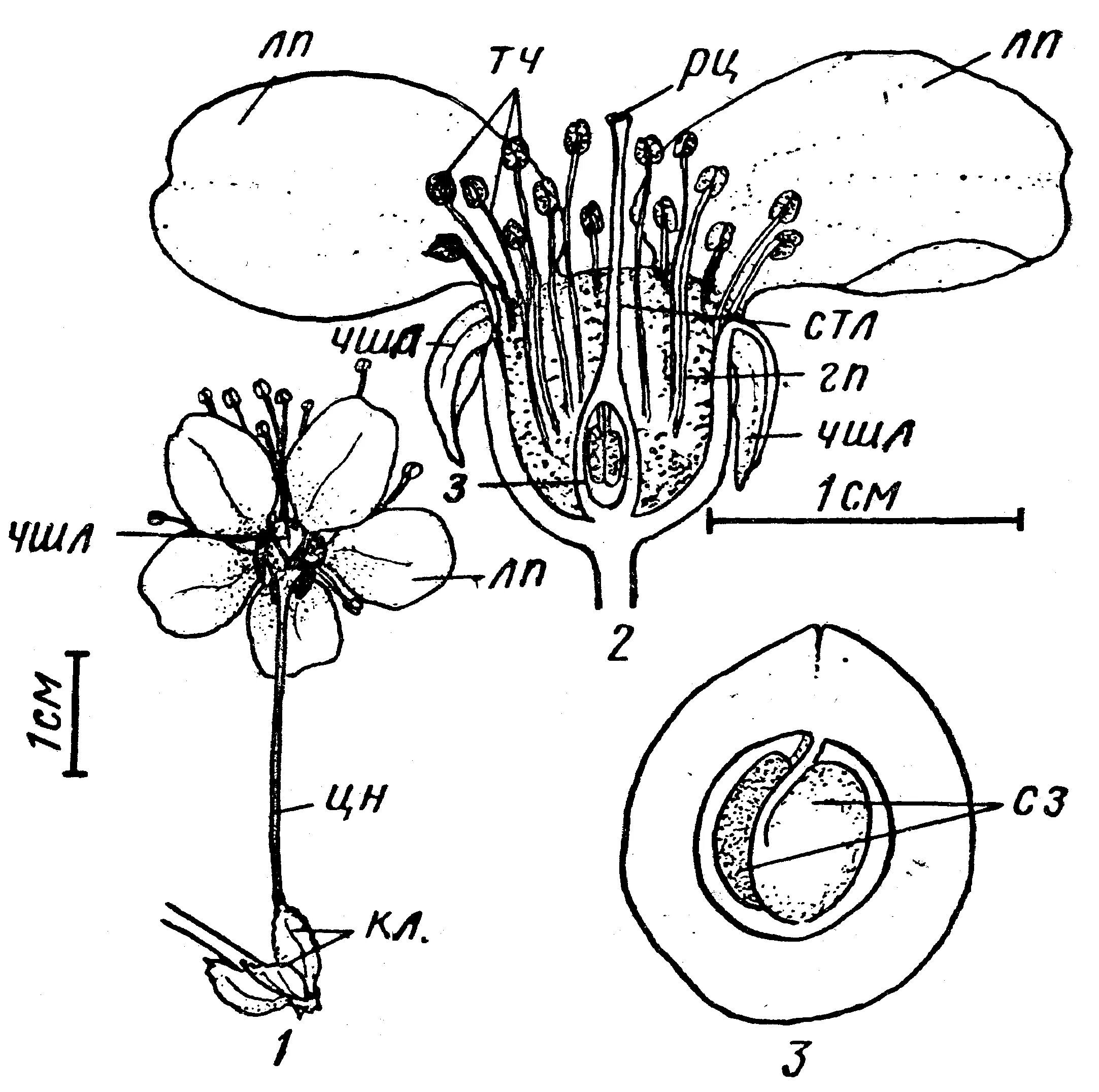 Поперечный срез завязи пестика лилии под микроскопом. Поперечный срез завязи лилии. Продольный разрез цветка вишни. Строение завязи цветка поперечный срез. Строение цветка яблони схема.