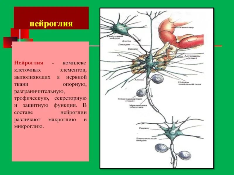 Клетки нервной ткани выполняющие опорную функцию. Строение нейроглии нервной ткани. строение глиальных клеток схема. клетки глии строение. нейроглия ткань строение.