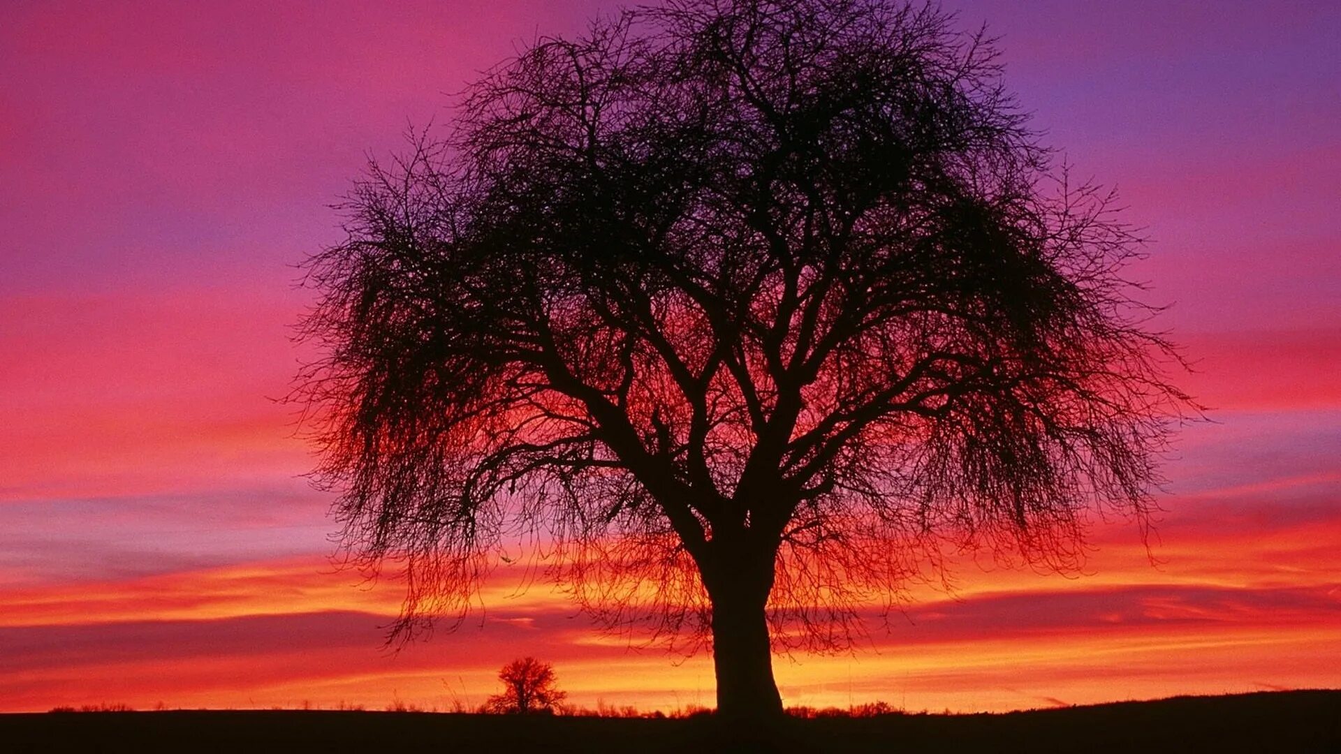 Красивое дерево. Дерево на закате. Пейзаж с деревьями. Очень красивое дерево.
