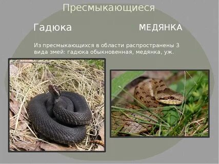 Как отличить медянку от гадюки