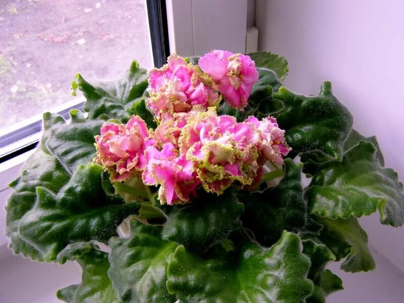 ле сестра королевы. фиалка сестра королевы. ле сестра королевы. ле мастер йода фиалка. фиалка сестра королевы.