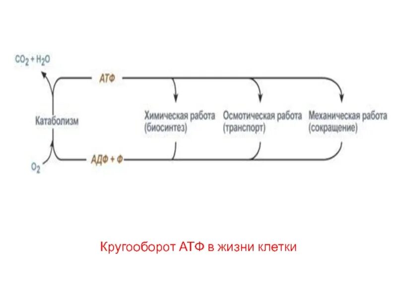 Атф запасается в клетках. Схема высвобождения энергии из АТФ. Механическая работа АТФ.