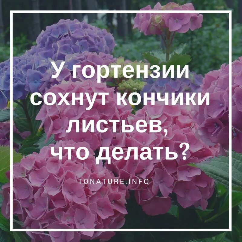 Когда сажают гортензию метельчатую в открытый. Посадка гортензии. высадить гортензию.