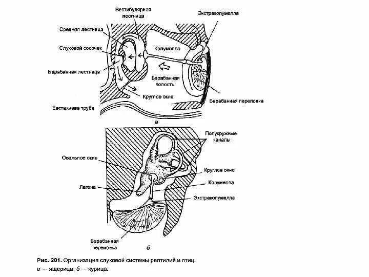 Пресмыкающиеся строение органа слуха. Строение уха пресмыкающегося. Строение органа слуха птиц. Органы слуха у пресмыкающихся схема строения.