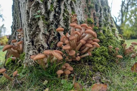 Фото опят осенних в лесу