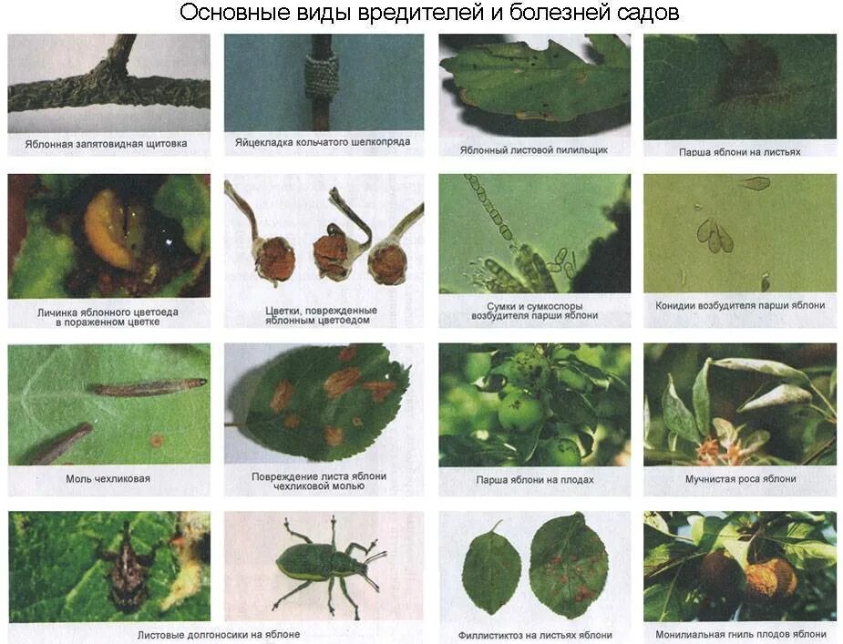 Вредители плодовых садов. Вредители и болезни древесно-кустарниковых растений. Вредители декоративных растений таблица. Насекомые вредители сада таблица. Вредители яблони щитовка.