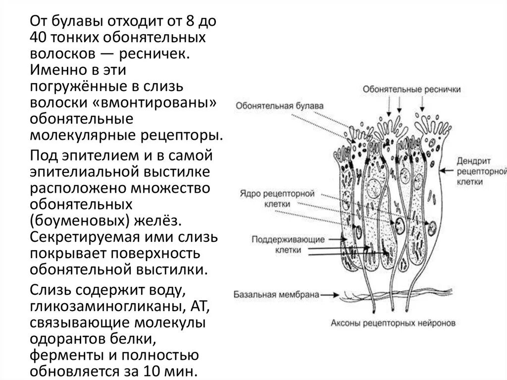 Клетки обонятельного эпителия. Опорные клетки обонятельного эпителия. Обонятельный эпителий гистология. Обонятельный эпителий схема. Обонятельную функцию выполняет