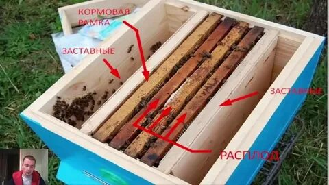 Отверстие в улье для влета и вылета