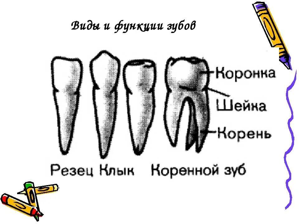 Почему зубы отличаются между собой у разных. Типы зубов моляры премоляры. Строение зубов резцы клыки. Зубы резцы клыки моляры. Зубы человека резцы клыки схема.