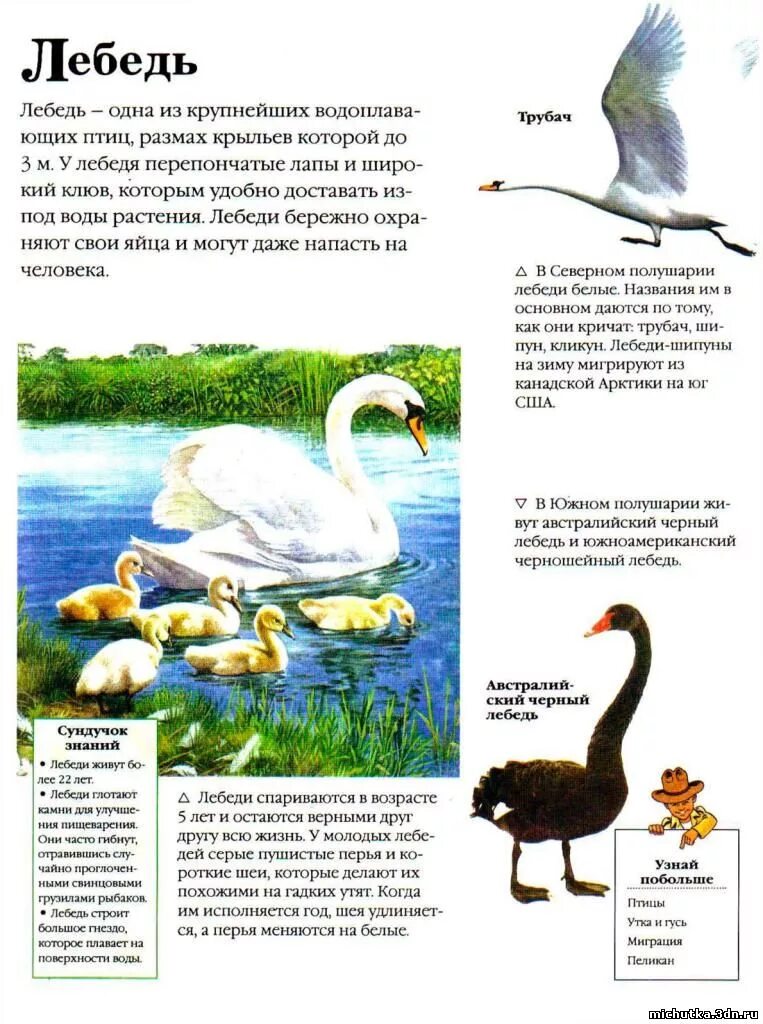 План по рассказу лебедушка. Кратко о лебедях. Лев толстой лебеди план. Легенды о лебедях. Статья о лебедях в энциклопедии.