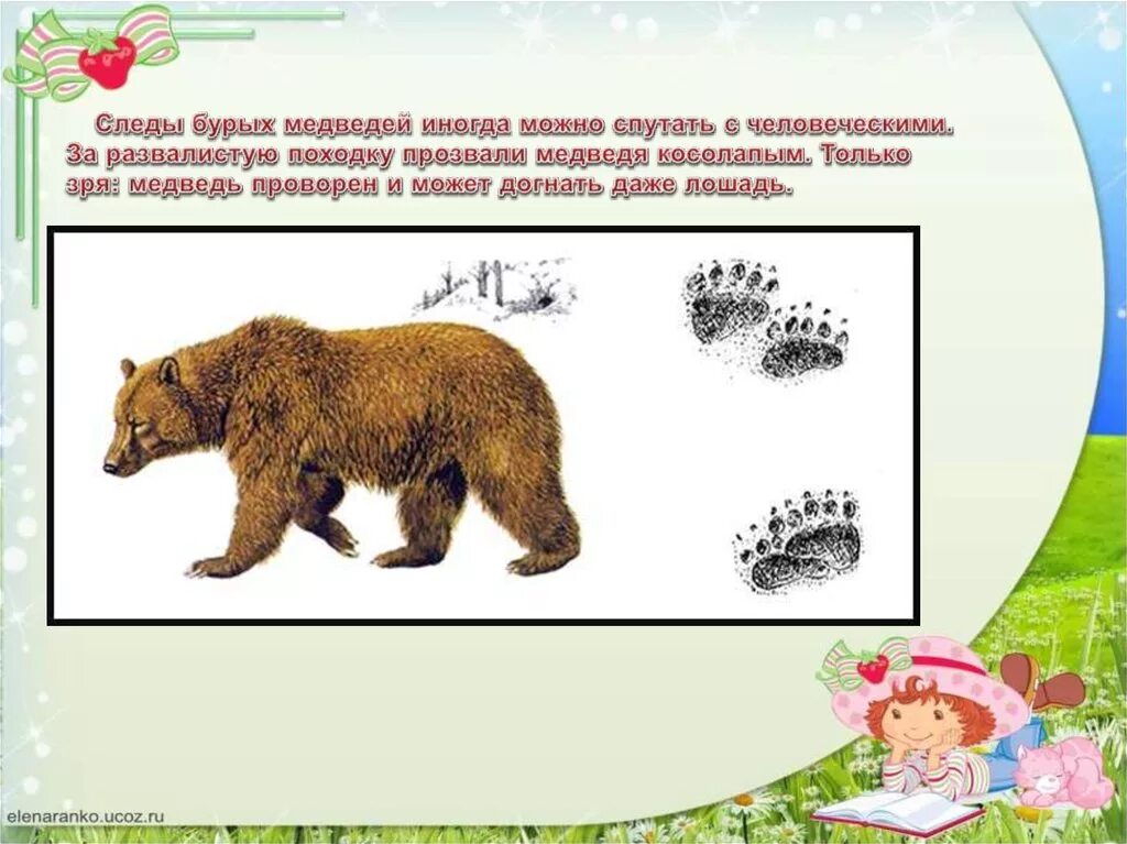 Какой тип развития для медведицы. Медведь идет. Медведь косолапый походка. Бурый медведь косолапый. Следы бурого медведя.