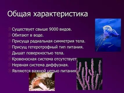 Характеристика типа кишечнополостные