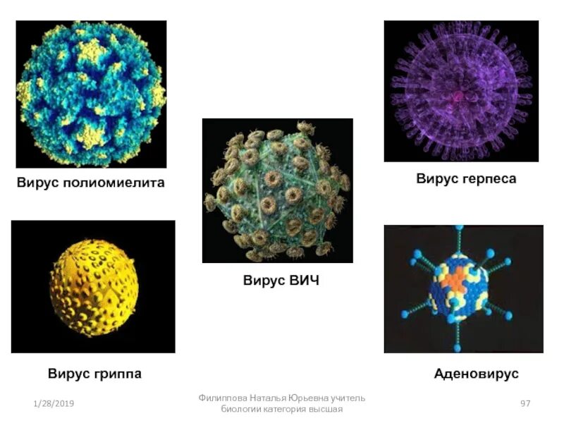 Аденовирус гриппа. Аденовирус вирус гриппа. Вирус полиомиелита форма. Вирус полиомиелита строение схема. Вирус полиомиелита микробиология рисунок.