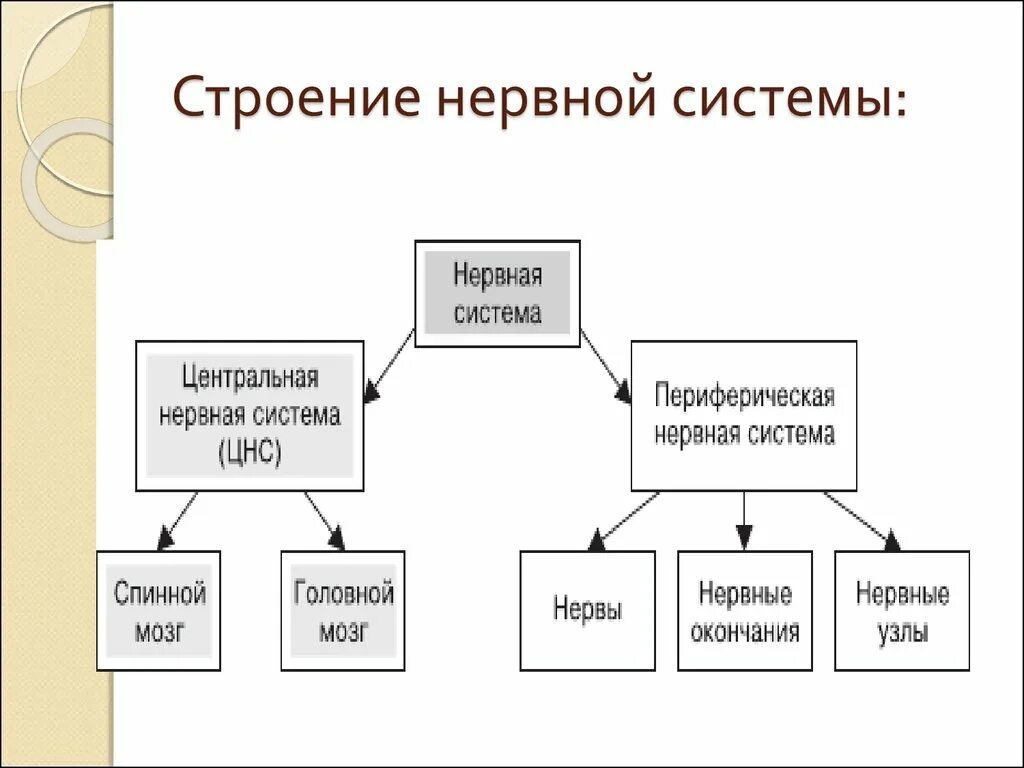 Строение нервной системы. Цикл работы нервной системы. Какие подструктуры нервной системы продуцируют эмоции. Какие подструктуры нервной системы выполняют перечисленные функции.