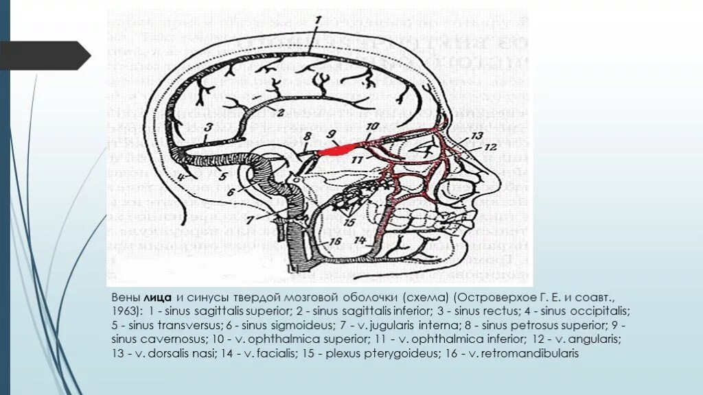 Вены головного мозга. Синусы мозговой оболочки схема. Синусы твердой оболочки головного мозга схема. Вены головного мозга синусы твердой мозговой оболочки. Вены лица и синусы твердой мозговой оболочки.