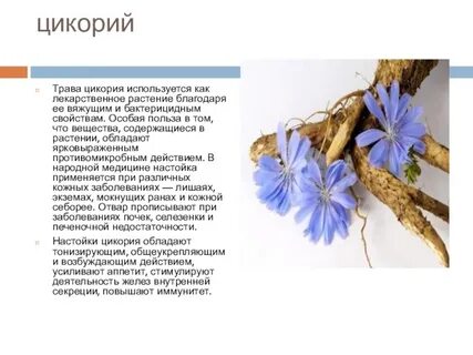 Цикорий фото и описание
