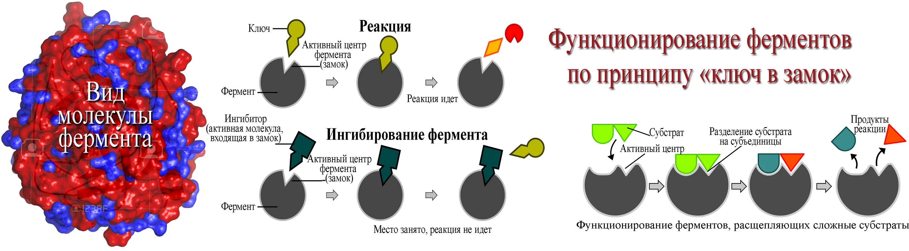 Какая структура у ферментов. Биологические катализаторы ферменты строение. Структура и функции ферментов. Ферментативные реакции. Ферментативные реакции строение.