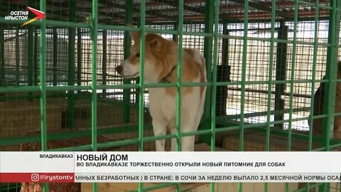 Собаки владикавказ