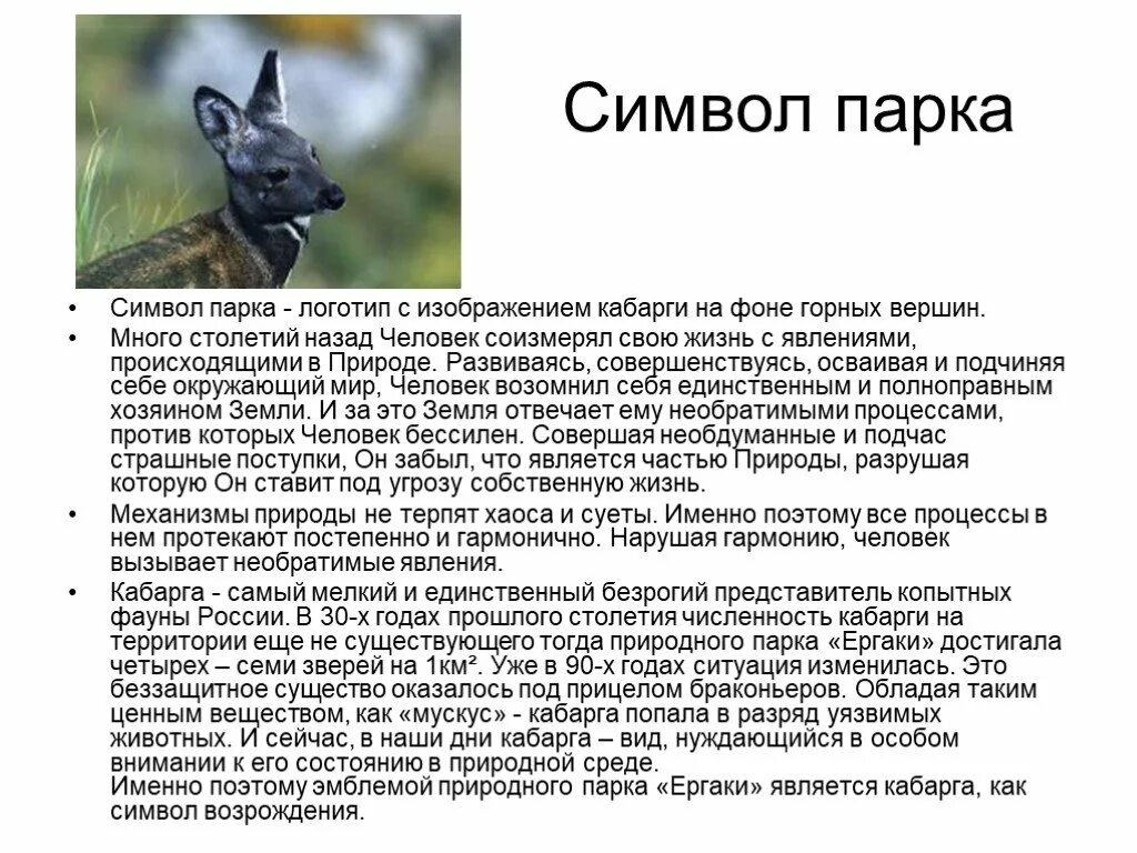 Какой признак внешнего строения кабарги. Кабарга. численность кабарги. сахалинская кабарга презентация. сибирская кабарга красная книга.