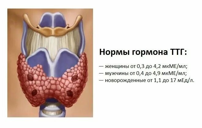 ТТГ щитовидной железы. Тиреотропин и щитовидная железа. Гормоны щитовидной железы тиреотропный гормон. Тиреотропный гормон (ТТГ). Тиреотропный гормон 2 3