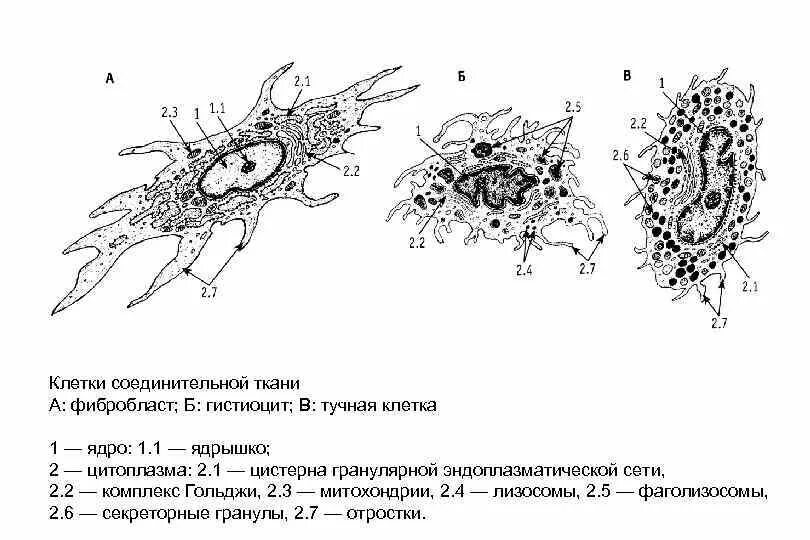 Соединительная ткань тип клеток таблица Реферат по теме Фибробласты и их преобразования. Семья клеток соединительной тка