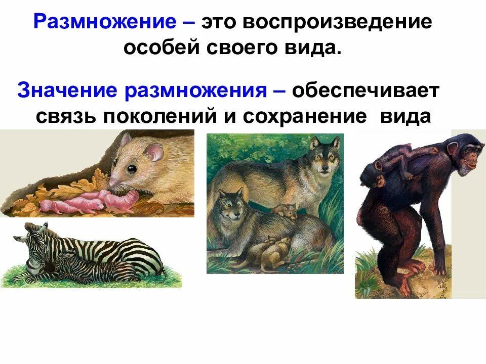 Значение размножения биология 5 класс