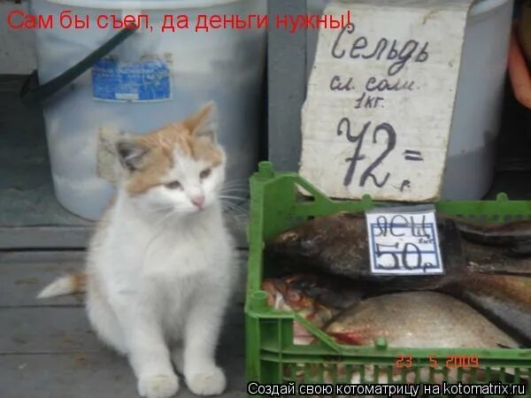 Так и без нее. Дать леща смешная картинка. стих не так сижу. лещ прикол. лещ смешной.