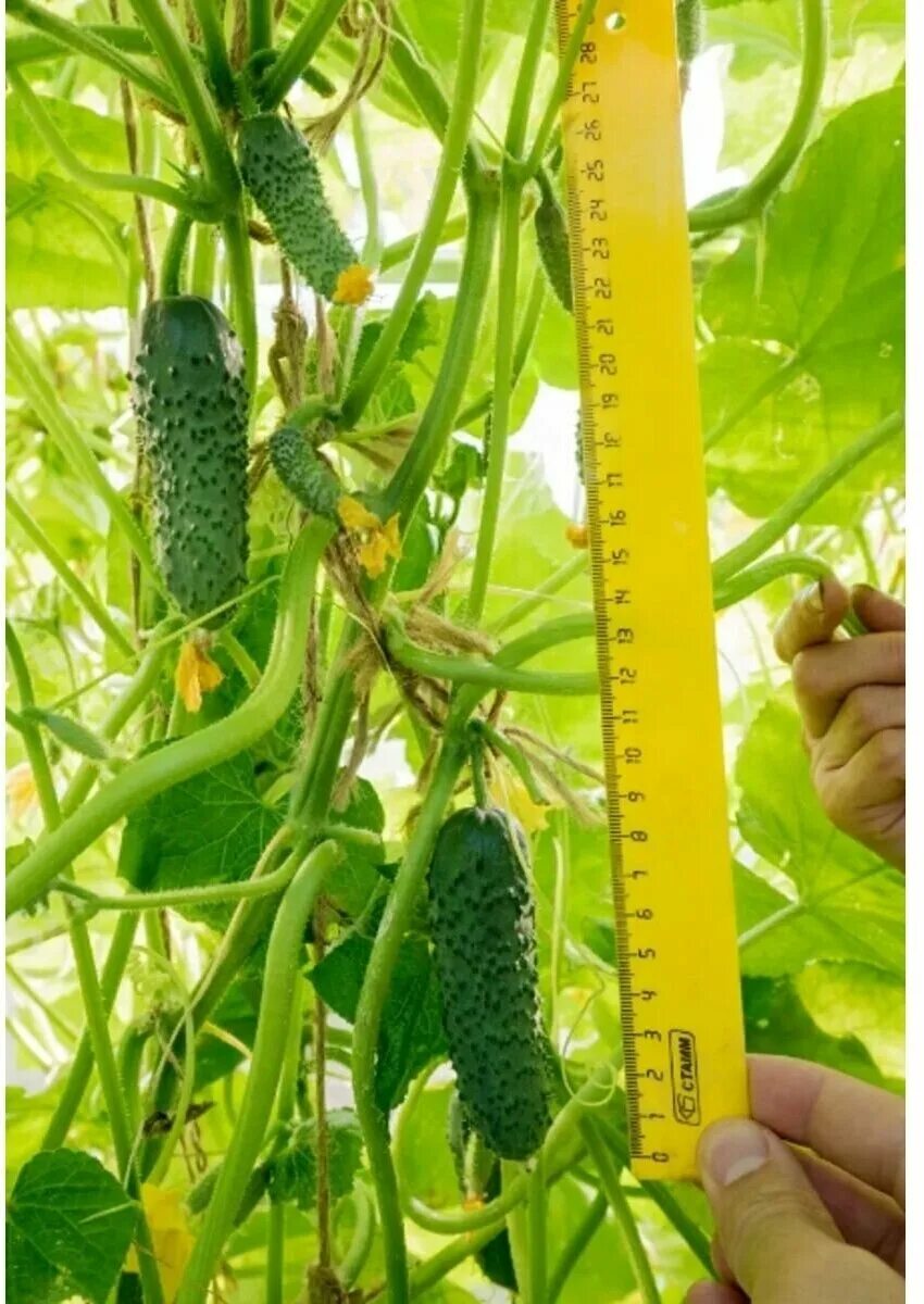 Семена партнер огурец лихач. Фирма партнёр семена огурцы. Партнер огурец эстет f1. Партнер огурец герольд f1. Семена огурцов фирмы партнер.