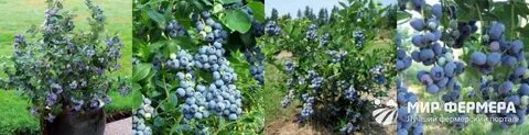 Голубика либерти сорт описание и отзывы