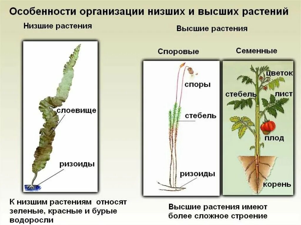 5 признаков водорослей. Строение тела высших растений. Низшие высшие споровые семенные растения. Нисшиеи вясшие растения. Нишие и вышии растения..