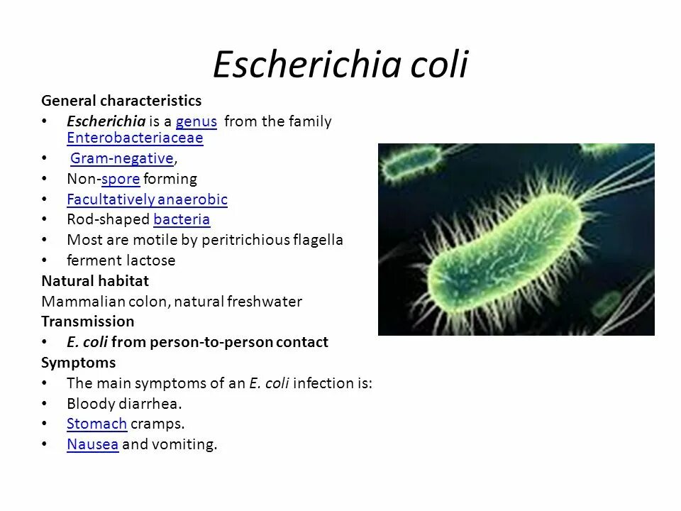 Эшерихия кишечная палочка. Escherichia coli (штамм АТСС № 25922). Строение эшерихии коли. Кишечная палочка Escherichia coli. Escherichia coli что это у мужчин