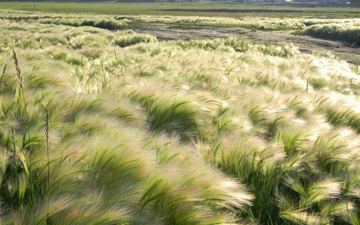 Ковыль почва. Ковыль Степной. Растения степи ковыль. Ковыль перистый (Stipa pennata). Ковыль ареал.