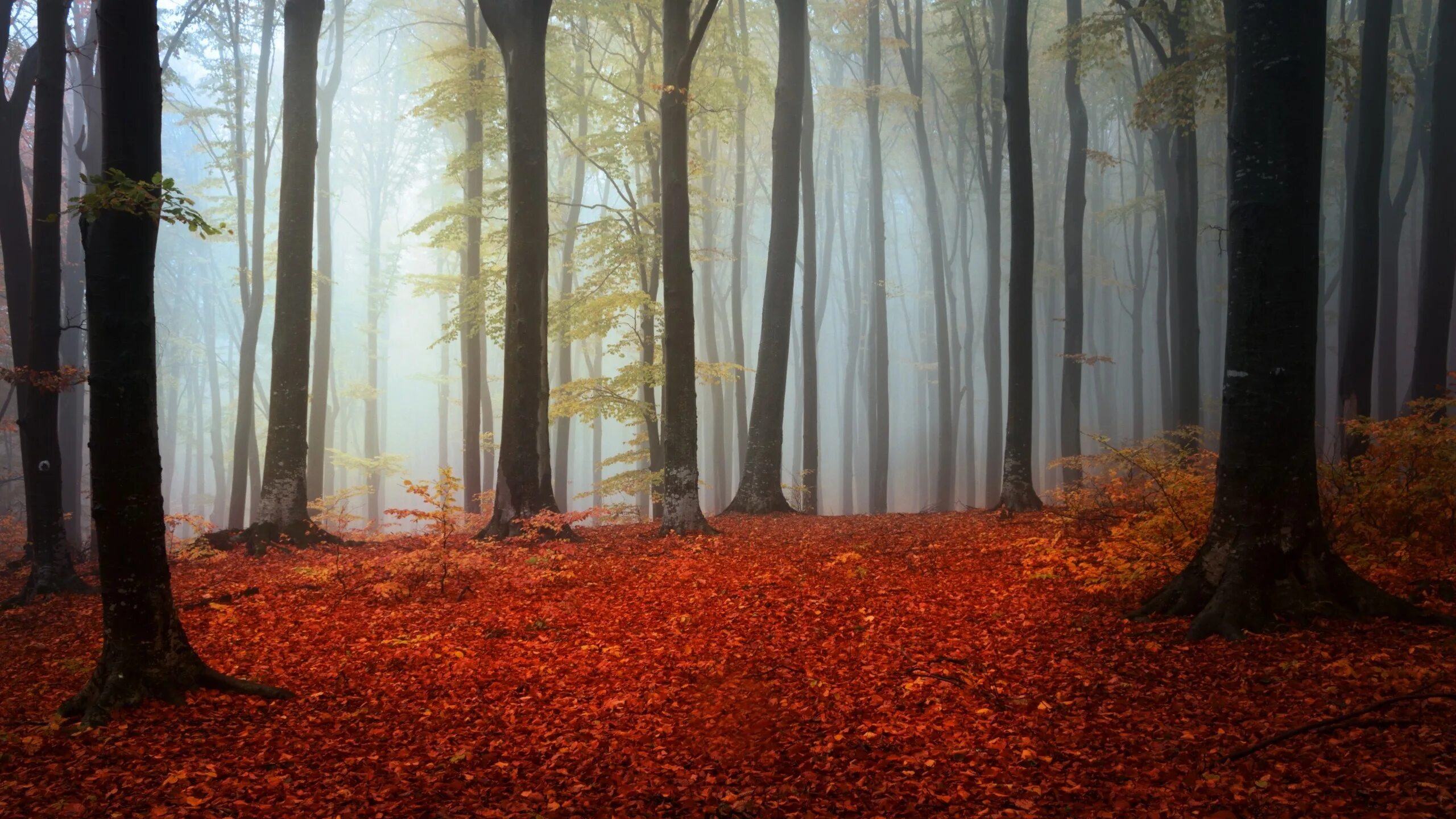 Fallen forest