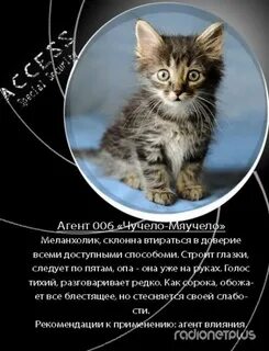 Как правильно писать кошку