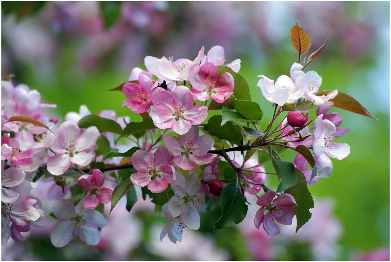 Закачать май. Яблоневый цвет (Malus domestica). Майские яблони. Malus цветы.