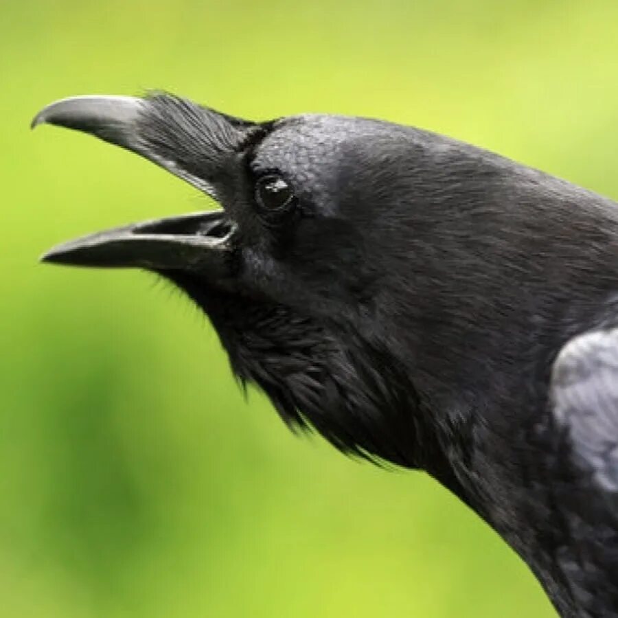 Карканье вороны. Ворона каркает. Ворона каркает. Грач каркает. Ворон каркает.