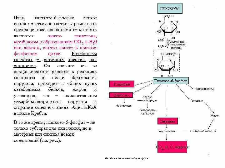 Глюкоза выполняет в организме функцию. Пути превращения глюкозо-6-фосфата /схема/. Глюкозо 6 фосфат функции. Пути образования Глюкозы 6 фосфат. Роль глюкозо 6 фосфата.