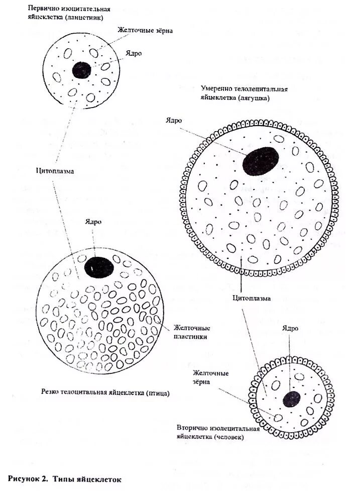 Представители каких классов позвоночных животных крупные яйцеклетки. Яйцеклетка млекопитающих изолецитальная. Строение изолецитальной яйцеклетки. Типы яйцеклеток изолецитальные строение. Типы яйцеклеток изолецитальные.