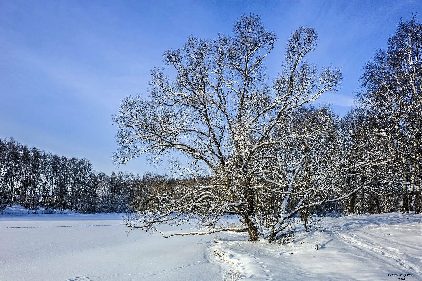 зима зима описание сорта. зима зима описание сорта. яблоня в снегу. зима зима описание сорта. калина обыкновенная (красная) зимой.