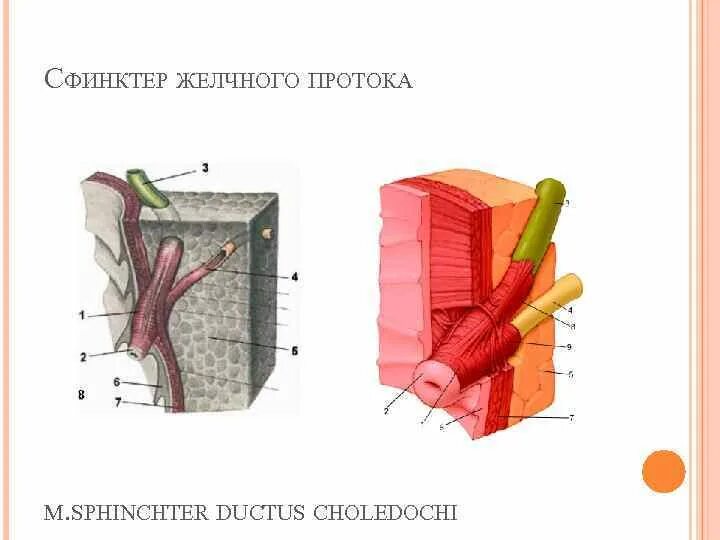 Сфинктер общего протока. Сфинктеры желчного. сфинктер общего желчного протока. сфинктер пузырного протока.