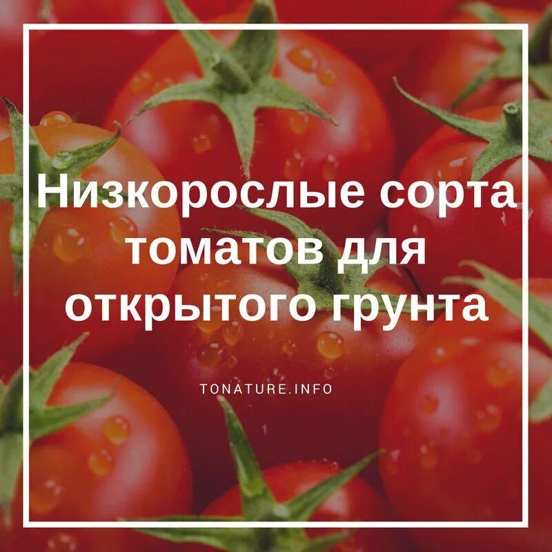 Низкорослые сорта томатов. Низкорослые томаты для открытого. Семена низкорослых томатов для теплиц. Низкорослые сорта томатов для теплицы.