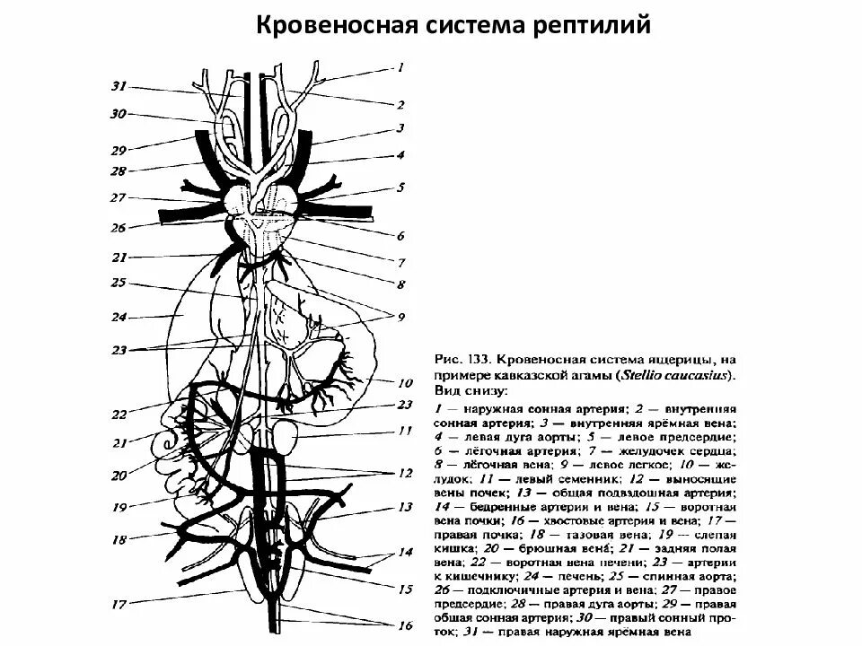 Кровеносная система рептилий схема. Схема кровеносной системы ящерицы. Схема строения кровеносной системы ящерицы. Строение кровеносной системы рептилий.