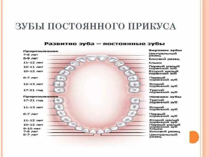 Постоянные зубы у взрослых. Зубы постоянного прикуса. постоянные зубы анатомия.