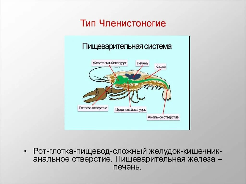 Пищ система членистоногих. Пищеварительная система членистоногих ракообразных. Пищеварительная система членистоногих 7 класс. Членистоногие схема пищеварительной системы. Пищеварительная система членистоногих схема.