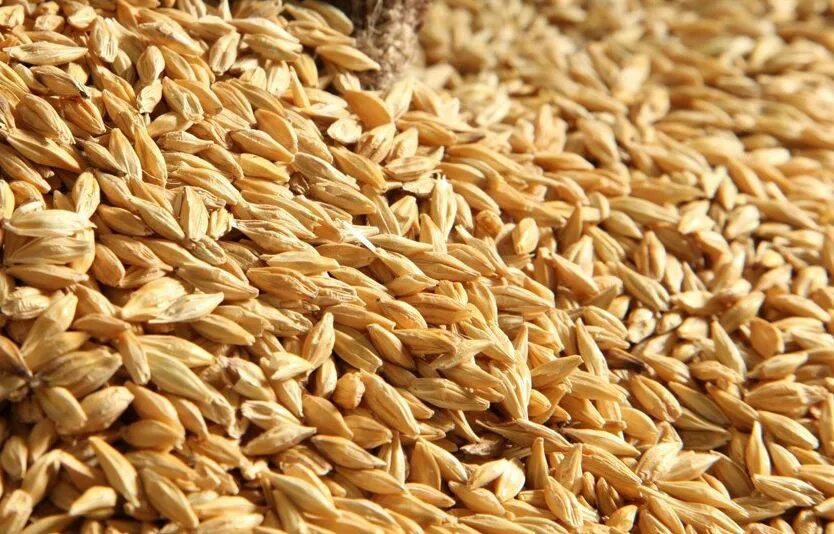 Купить ячмень на авито. Пшеница ячмень кукуруза. Корм из пшеницы. Комбинированные зерно. FS 22 ячмень.