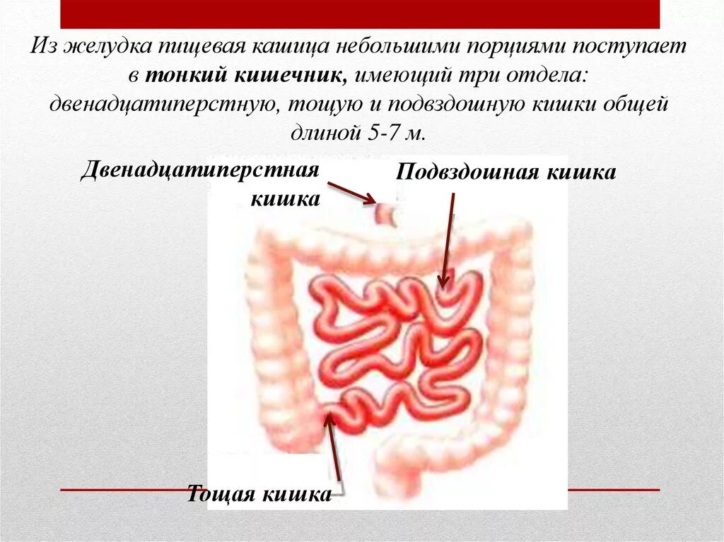 Толстый кишечник 8 класс. Подвздошная кишка тонкий кишечник. Тонкий кишечник состоит из 3 отделов. Двенадцатиперстная тощая и подвздошная кишка. Тонкая и двенадцатиперстная кишка.