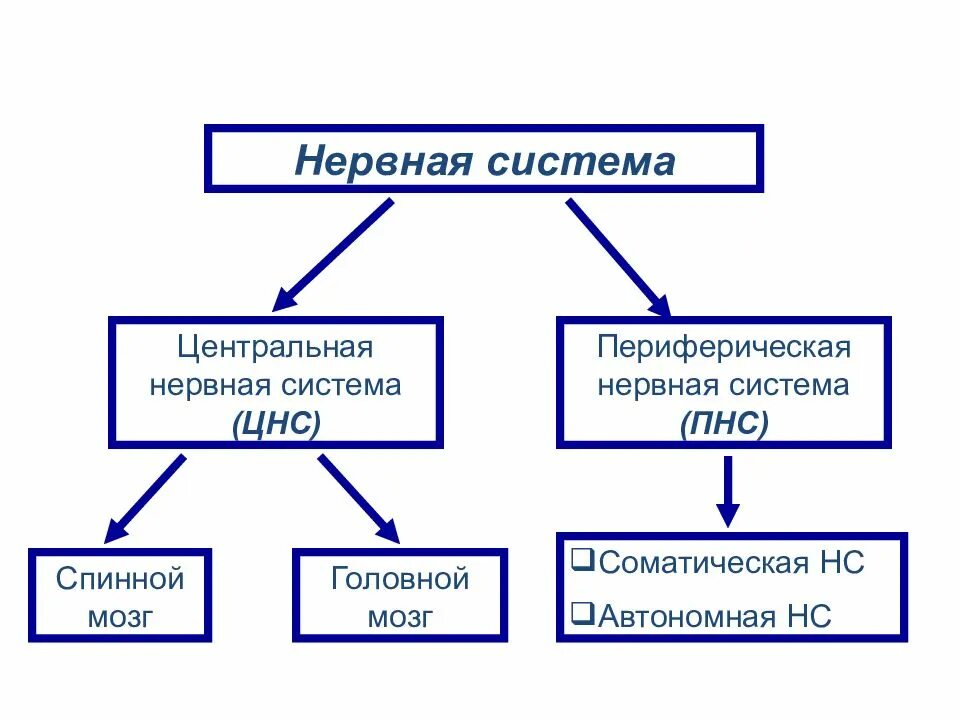 Какие органы относятся к центральной нервной системе. Схема функции отделов нервной системы. Отделы нервной системы и их характеристики. ЦНС И периферическая нервная система таблица. Нервная система Центральная и периферическая схема.