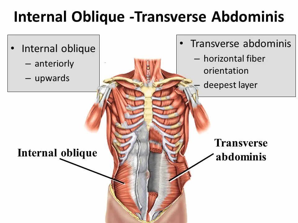 Internal meaning. Internal oblique. transverse abdominis muscle. oblique перевод. internal oblique left.